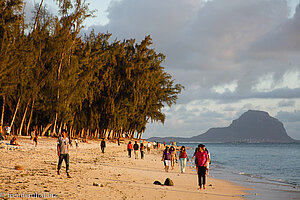 Filaos am Strand von Flic en Flac