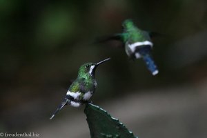 Kolibri (Hummingbird) im Nebelwald von Costa Rica