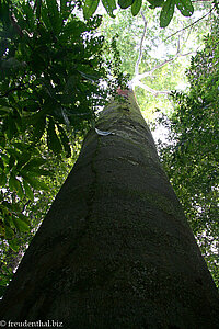 Jatoba (Hymenaea courbaril) im Nationalpark Manuel Antonio