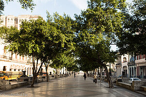 Unter den Bäumen auf dem Paseo del Prado in Havanna