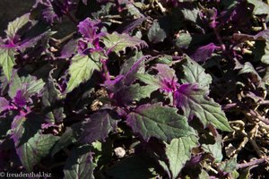Purple Passion Plant oder Gynura aurantiaca