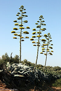 Agavenblüten wachsen in den Himmel - Moulay Idris