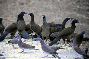 Cocricos, Grauköpfiger Chachalaca, Gray-headed Chachalacas (Ortalis cinereiceps)