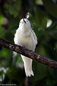 Feenseeschwalbe (Gygis alba) auf der Vogelschutzinsel Cousin